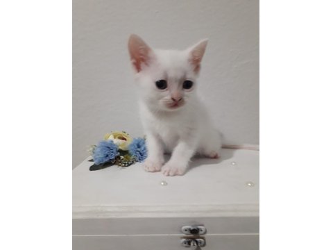 Erkek British Shorthair Sevimli Yavru 47 Günlük