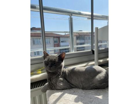 Sevimli British Shorthair Kızımız İçin Yuva Arıyoruz