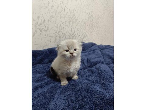 British Longhair Kardeşler Sahiplendirilecektir