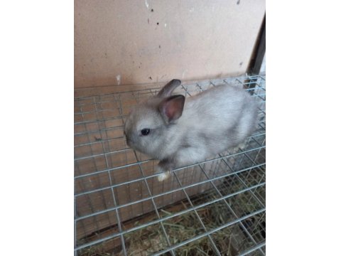 Safkan Cüce Tavşanı