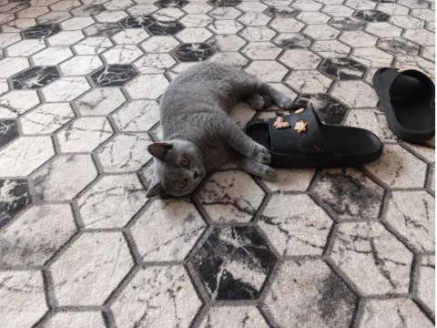 Orjinal 52 Günlük British Shorthair