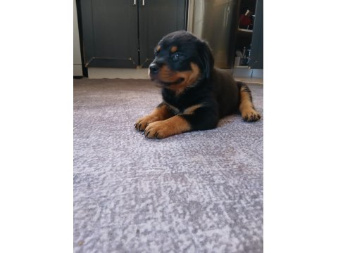 Şecereli Rottweiler Yavrularımız Yeni Ailesini Bekliyor