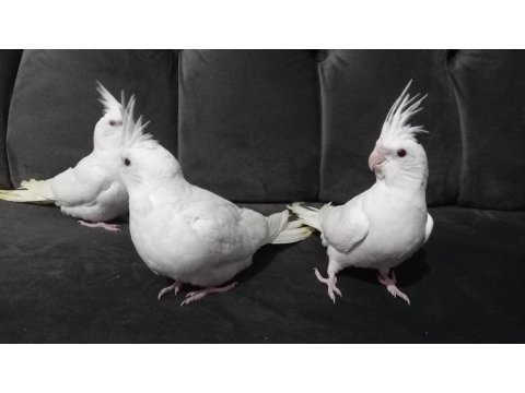 Beyaz Yavru Sultan Papağanları