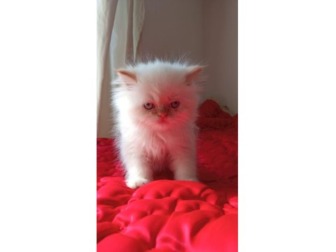 İran Kedisi 2 Aylık Yavrular