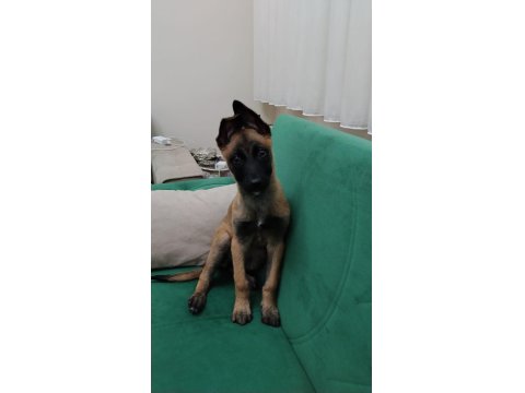 Belçika Kurdu Malinois 3 Aylık