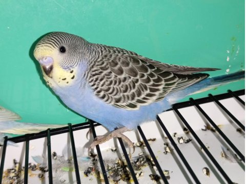 Yeni Yeme Düşmüş Muhabbet Kuşu Yavrular