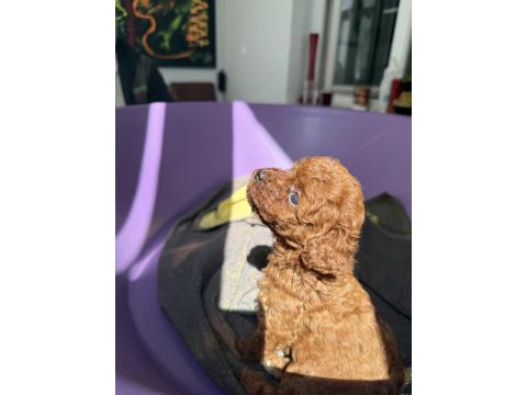 50 Günlük Dişi Kore Toy Poodle