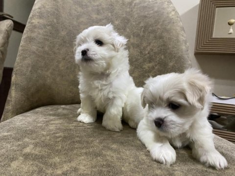 Size Terapi Gelecek Anne Babası Bizde Olan Dost Canlısı Yavru Köpekler
