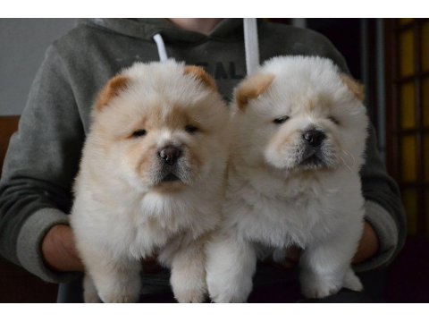 Chow Chow Cinsi Köpekler