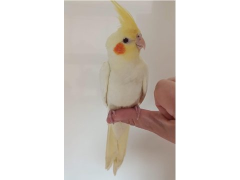 Lutino Sultan Papağanı Sağlıklı