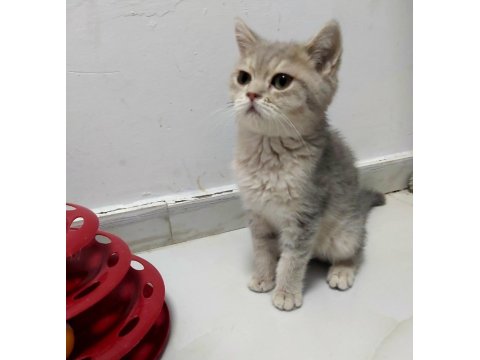 Teslime Hazır British Shorthair Yavrular