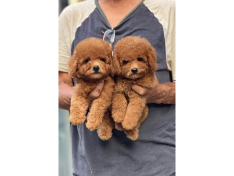 Kore Kan Redbrown Poodle Bebekler