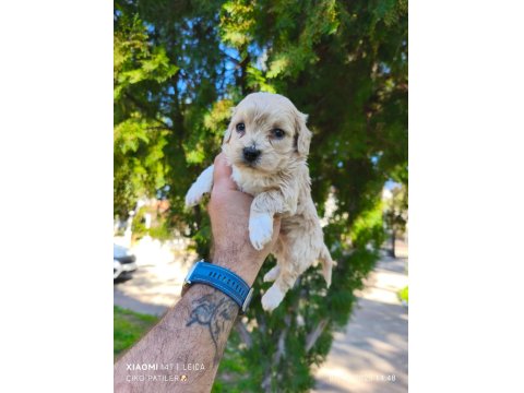 Sevimli Maltipoo Yavrularımız İçin Ulaşın