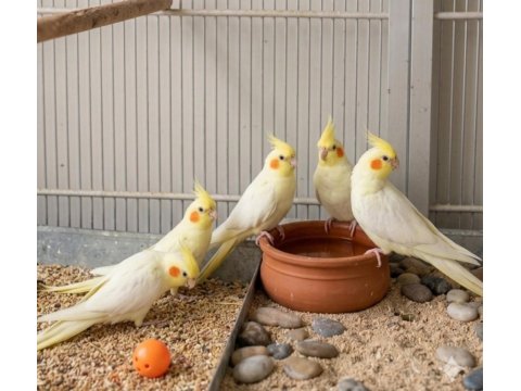 Fethiye Sultan Papağanı Yavruları