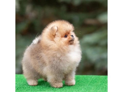 Ayı Surat Pomeranian Yavruları