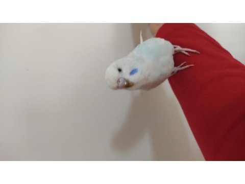 Jumbo Kırığı Dişi Muhabbet Kuşu