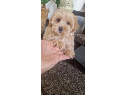 A Kalite Maltipoo Bebekler