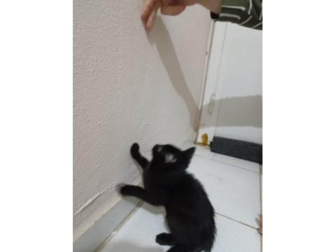 Ücretsiz Yavru Kedimiz