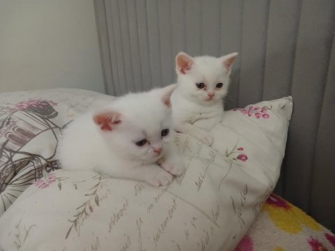 Safkan British Shorthair Erkek