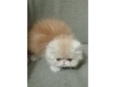 Safkan Şecereli İran Kedisi Bebekler