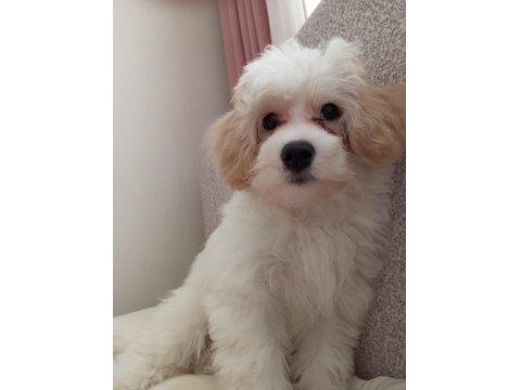 Köpeğimiz İçin Acil İlan