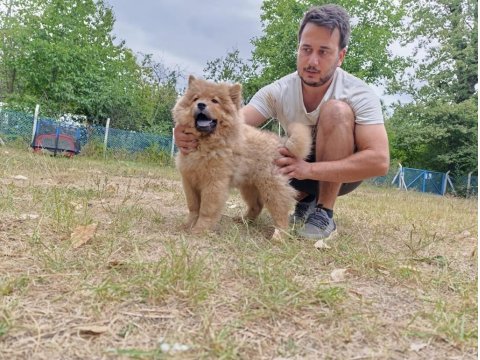 Üreticiden Çin Aslanı Chow Chow Bebekler