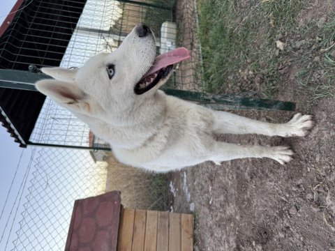 Safkan Sibirya Kurdu 1,5 Yaşında