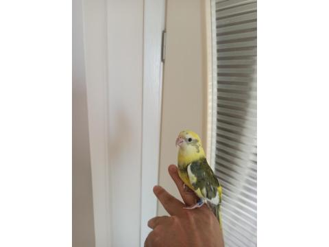 Şarkıcı Çimen Pareket Papağanı