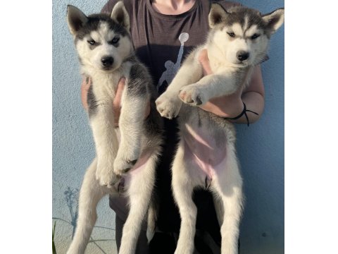 Orijinal Sibirya Kurdu Yavruları