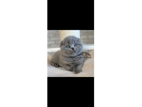 Ayıcık Surat Gri Scottish Fold Shorthair