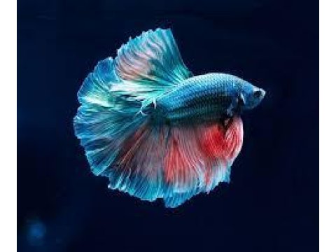 Betta Balıklarımız Sağlıklı Irk Garantidir