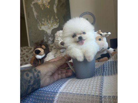 Ayı Surat Pomeranian Boo Yavrularımız