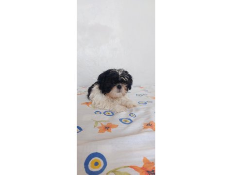 Ev Ortamında Büyüyen Shih Tzu Köpekler