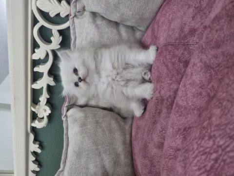 British Longhair Silver Blue Point