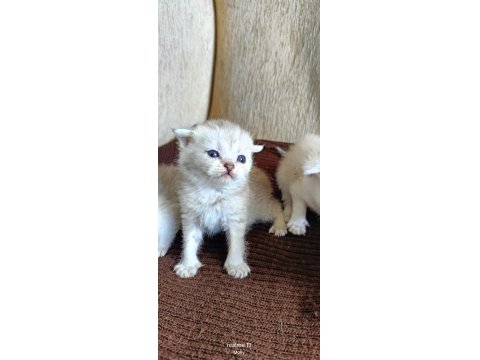 Gerçek Güzelliği Arayanlara Kedi Yavrularımız Rezerveye Açıldı