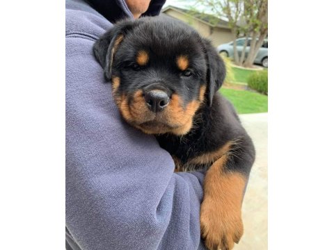 Sağlık Ve Irk Garantili Rottweiler Köpekler