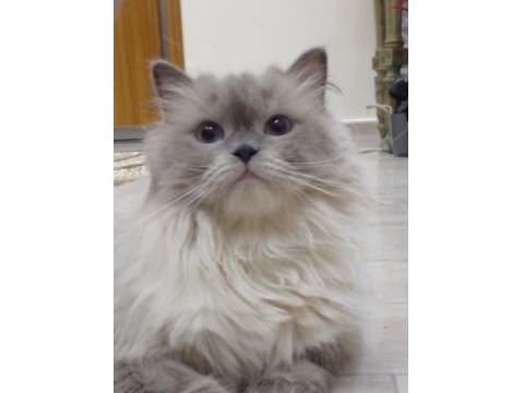 3 Yaşında Ragdoll Kızımıza Yuva Arıyoruz