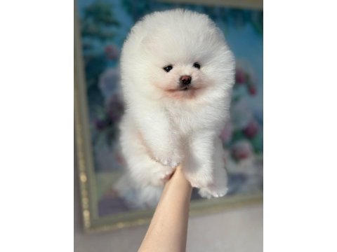 Pomeranian Boo Teddy Bear Yavrularımız