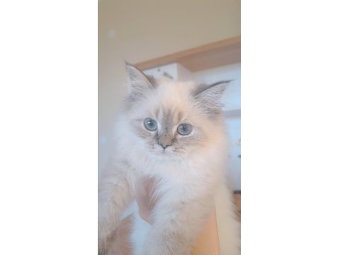 Cana Yakın Oyuncu British Yavrular