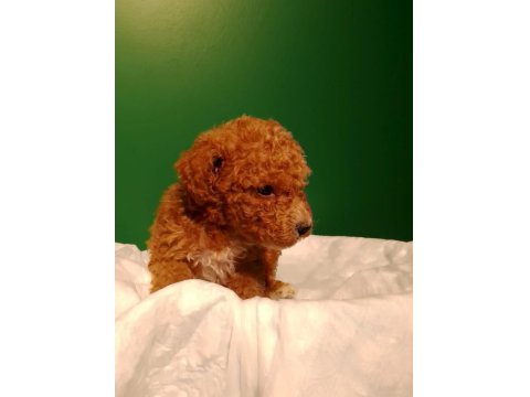Kahve Rengi Poodle Yavrularımız