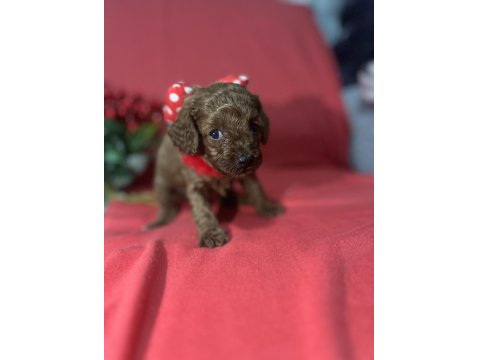 Kore Poodle Bebeklerimiz