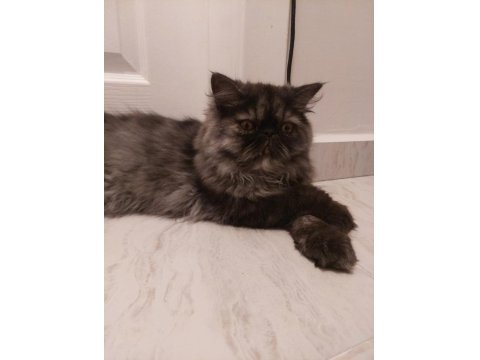 Nadir Renk İran Kedisi Dişi