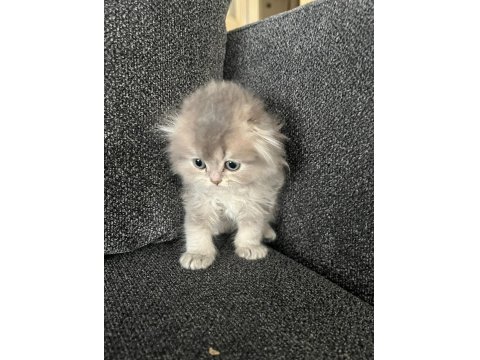 Erkek 55 Günlük Scottish Fold Yavru
