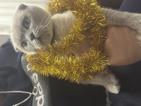 Kedimiz Miya İçin Yuva Arıyoruz