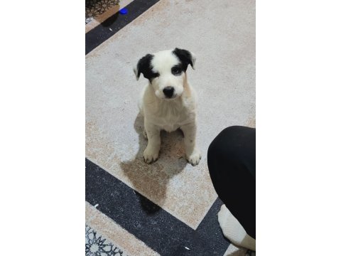 Border Collie Kırma Safkan Çoban