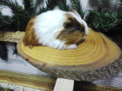 Ginepig Yavru Ve Yetişkinler