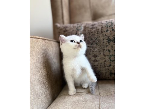 Full Şecereli Anne Babasını Özel British Bebeği