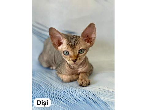 17 Temmuz Doğumlu Sfenks Yavrular