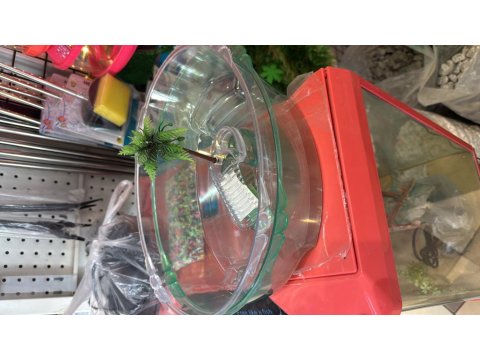 Kırmızı Yanak Singapur Kaplumbağası