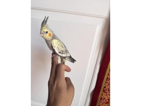 Sultan Papağanlar Sahiplendirilecekler